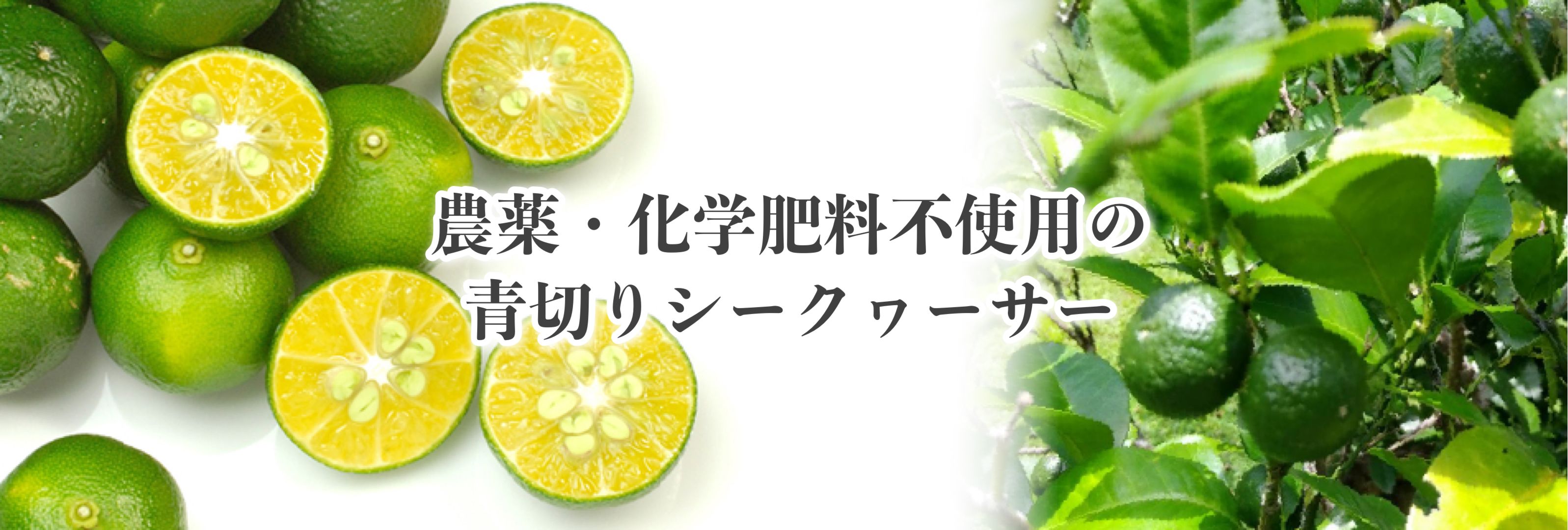 沖縄無農薬みかんの通販 座 やんばるgarden ザ やんばるガーデン 農家直送 農薬不使用 除草剤不使用の完全無農薬で育てたシークヮサー カーブチー いずみ紅等の安心安全なオーガニックみかん通販